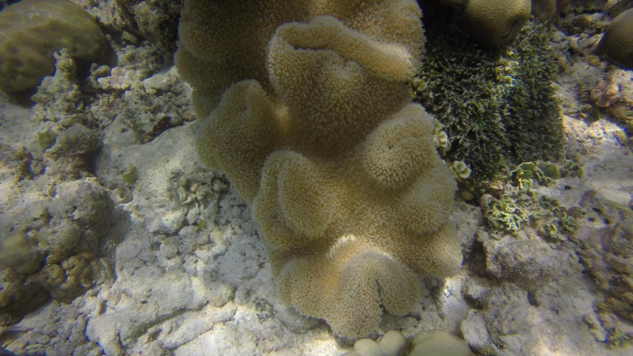 Kaafu Inn Guraidhoo Luaran gambar