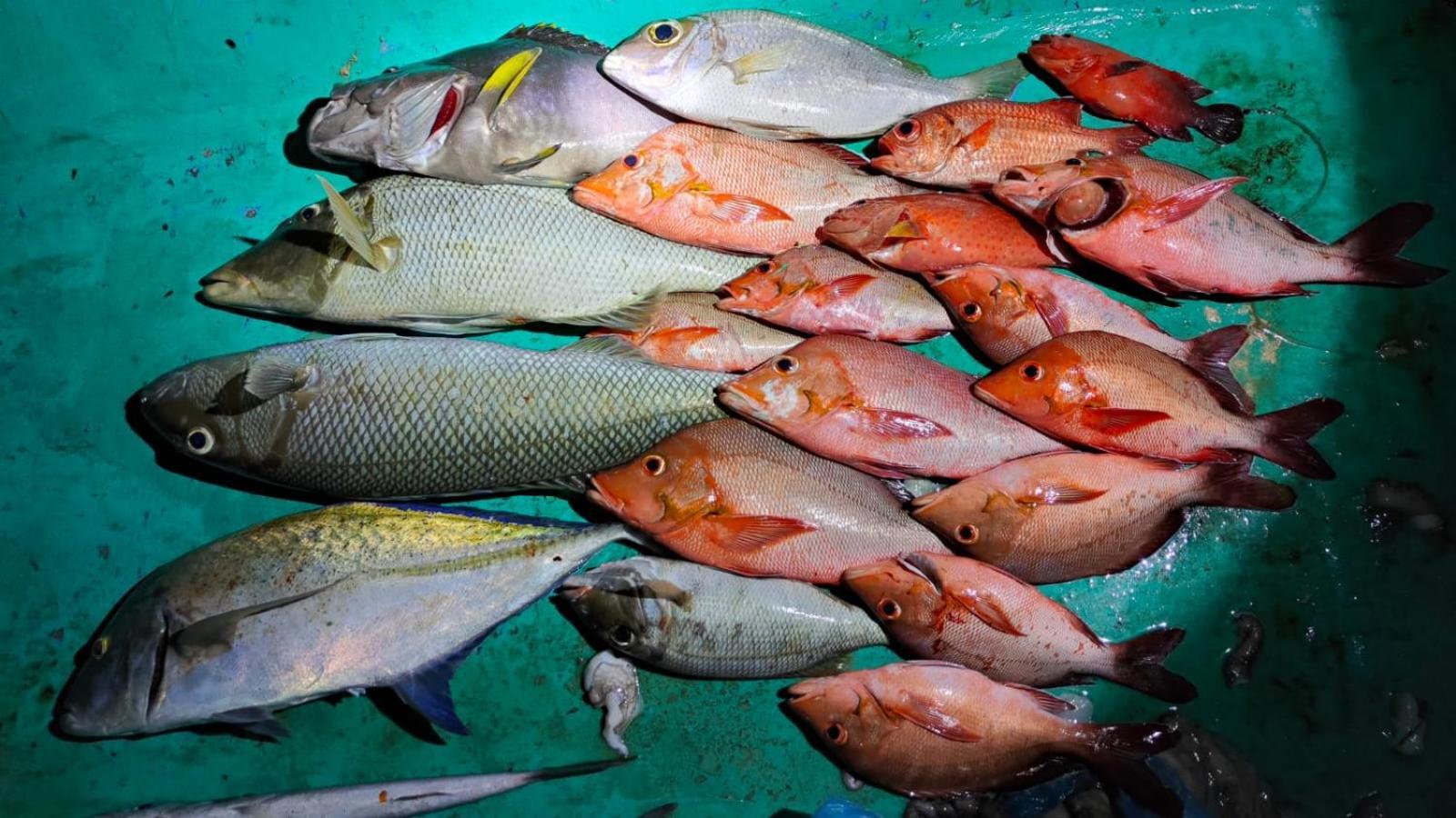 Kaafu Inn Guraidhoo Luaran gambar