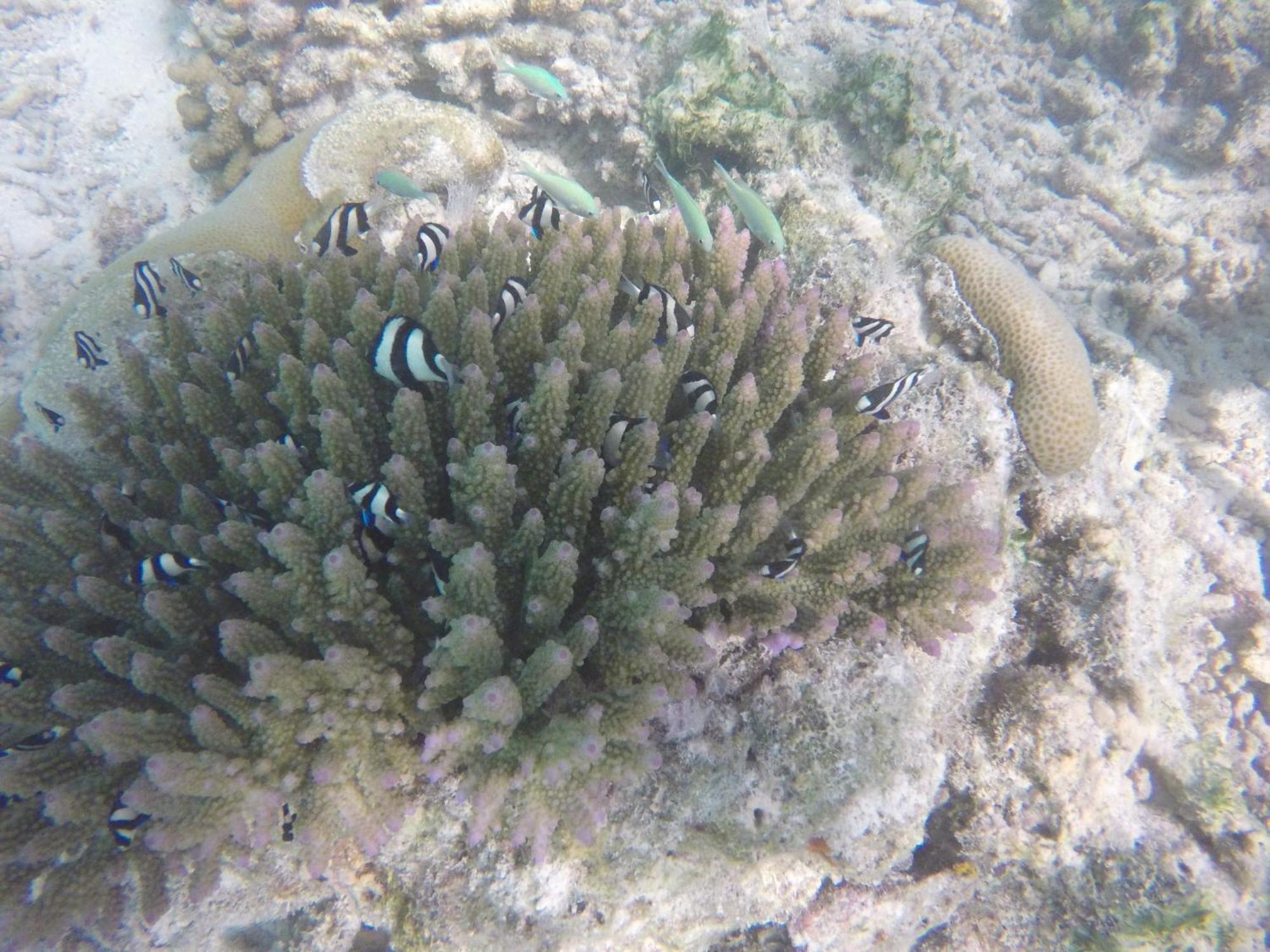 Kaafu Inn Guraidhoo Bilik gambar