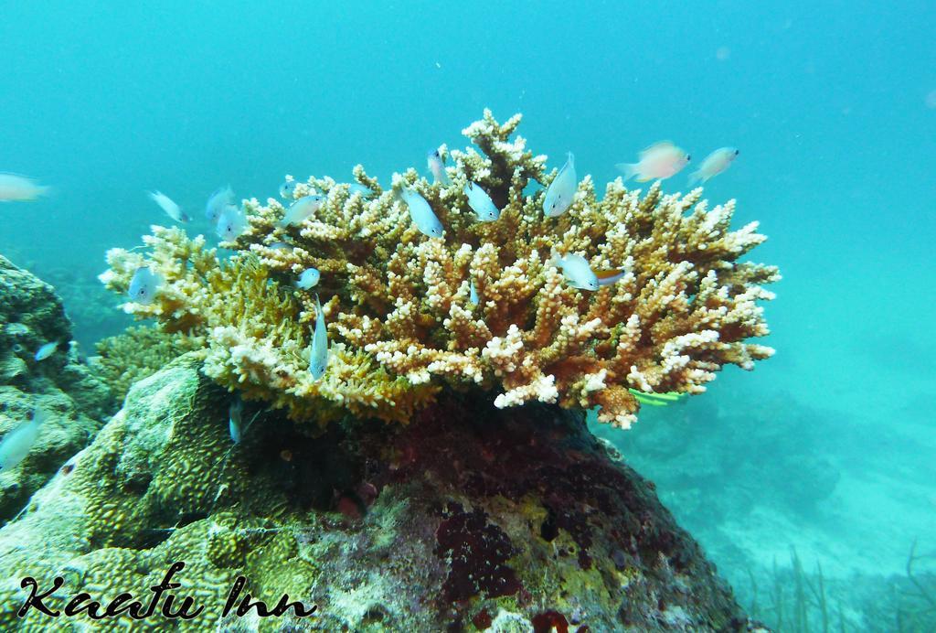Kaafu Inn Guraidhoo Luaran gambar
