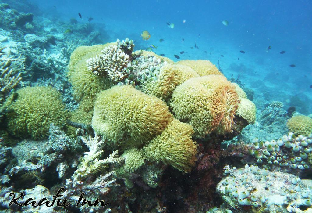 Kaafu Inn Guraidhoo Luaran gambar