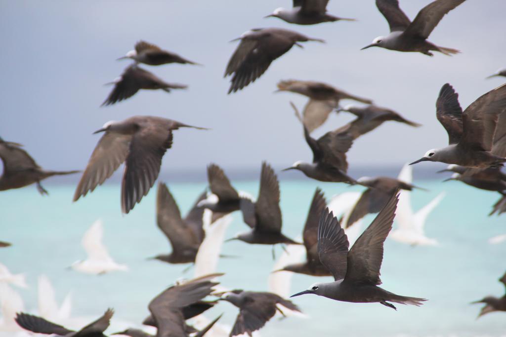 Kaafu Inn Guraidhoo Luaran gambar