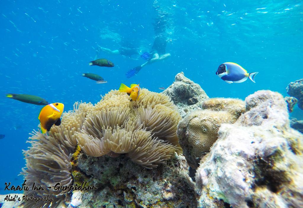 Kaafu Inn Guraidhoo Luaran gambar